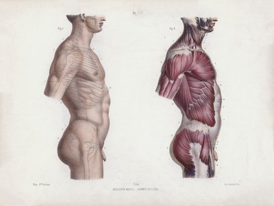 Illustration till Anatomin av människans yttre former: Manlig torso, sidovy (färglitografi) av European School