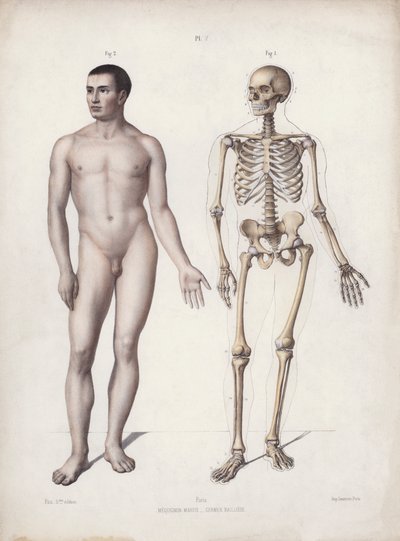 Illustration för The Anatomy of the External Forms of Man: Man stående (färg litho) av European School