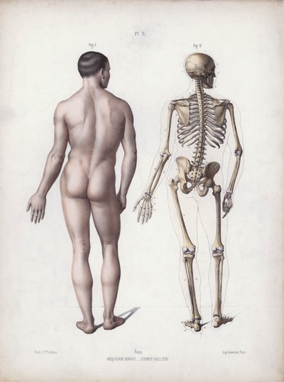 Illustration för The Anatomy of the External Forms of Man: Man stående, bakifrån (färg litho) av European School