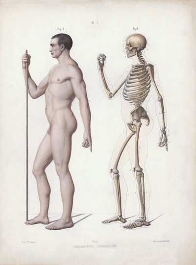 Illustration för The Anatomy of the External Forms of Man: Man stående, sidovy (färg litho) av European School