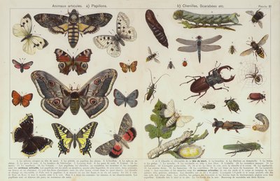 Insekter och andra ryggradslösa djur (chromolitho) av European School
