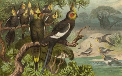 Keilschwanz-Kakadu, Corella av European School