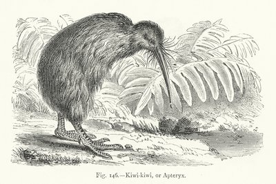 Kiwi-kiwi eller Apteryx (gravyr) av European School