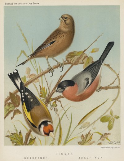 Linnet, Gold Finch, Bull Finch (färglitografi) av European School