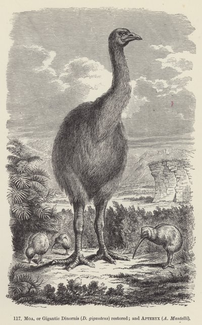 Moa, eller Gigantic Dinornis (D giganteus) återställd; och Apteryx, A Mantelli (gravyr) av European School