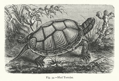 Mud Tortoise (gravyr) av European School