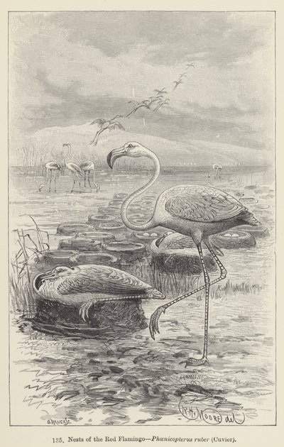 Röda flamingoboet, Phoenicopterus ruber, Cuvier (gravyr) av European School