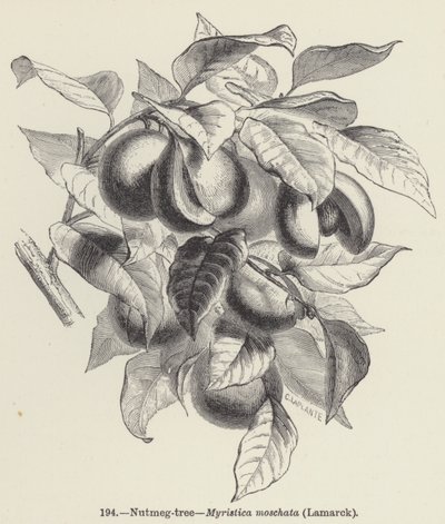 Muskotträd, Myristica moschata, Lamarck (gravyr) av European School