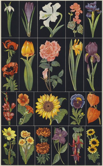Sida ur barnbilderboken Flowers (färglitografi) av European School