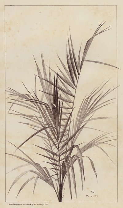 Palm, Chamaerops Exelsa (litho) av European School