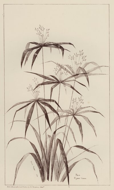 Palm Cyperus Luscus (litho) av European School