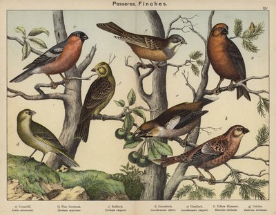 Passeres, Finches (färglitografi) av European School