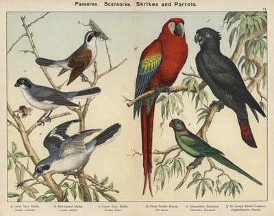 Passeres, Scansores, Shrikes och Papegojor (färglitografi) av European School