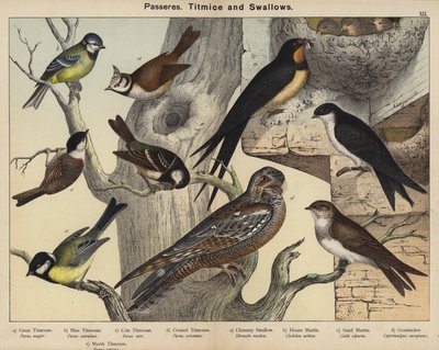 Passerar, mesar och svalor (färg litho) av European School