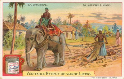 Plöjning med elefant, Ceylon, Liebigkort, tidigt 1900-tal (chromo) av European School