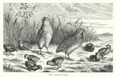 Quails and Young (gravyr) av European School