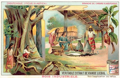 Gummiträd (chromolitho) av European School