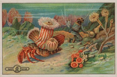 Scen på havsbotten (chromolitho) av European School