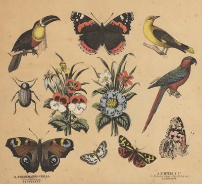 Scraps för ungdomar (färg litho) av European School