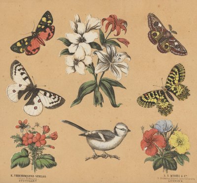 Scraps för ungdomar (färg litho) av European School