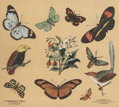 Scraps för ungdomar (färg litho) av European School