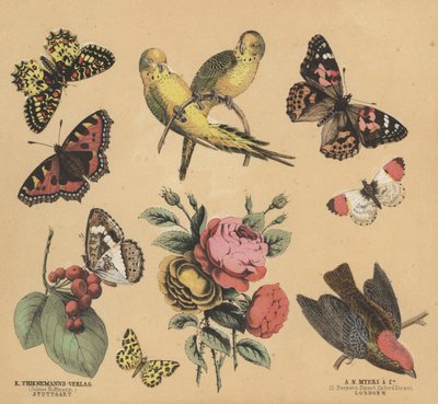 Scraps för ungdomar (färg litho) av European School