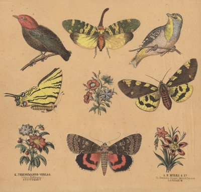 Scraps för ungdomar (färg litho) av European School