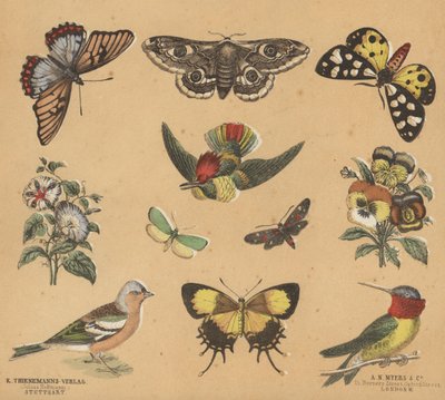 Scraps för ungdomar (färg litho) av European School