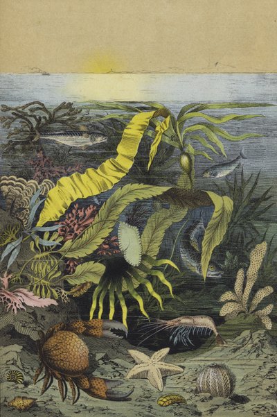 Havsliv i Nordsjön (färg litho) av European School
