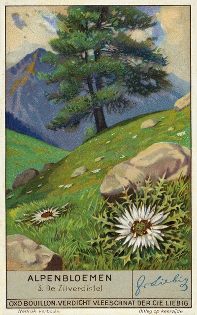 Silvertistel (chromolitho) av European School