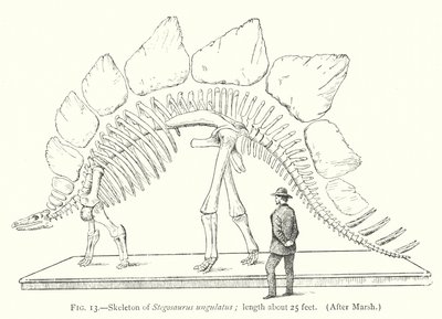 Skelett av Stegosaurus ungulatus (litho) av European School