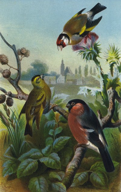 Guldfink, siskin och domherre av European School