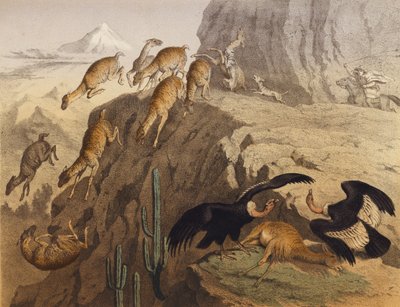 Andernas bergskedja i Peru (färglitografi) av European School
