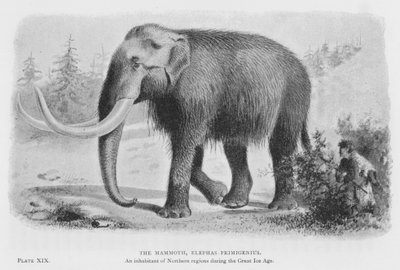 Mammoth, Elephas Primigenius (litho) av European School