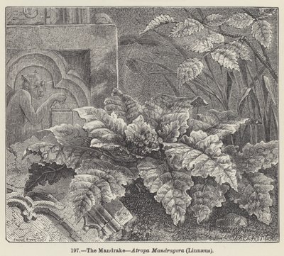 The Mandrake, Atropa Mandragora, Linnaeus (gravyr) av European School