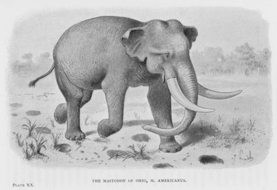 The Mastodon of Ohio, M Americanus (litho) av European School