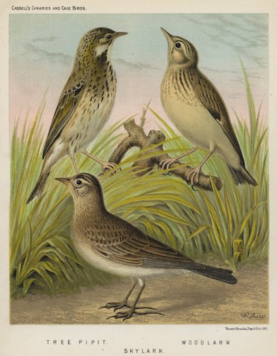 Trädpiplärka, Woodlark, Skylark (färg litho) av European School