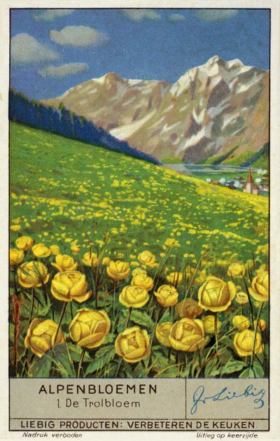 Trollius (jordglobsblomma) (chromolitho) av European School