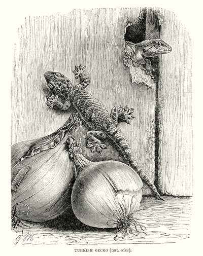 Turkisk gecko (gravyr) av European School