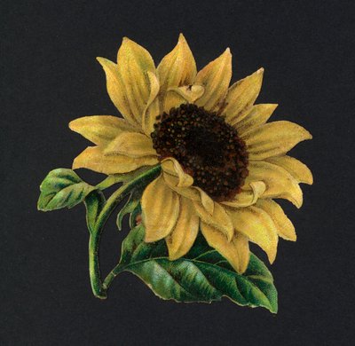 Viktorianska rester: Solros (chromolitho) av European School