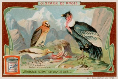 Vulture och Condor av European School