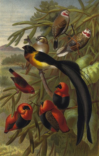 Webervogel av European School