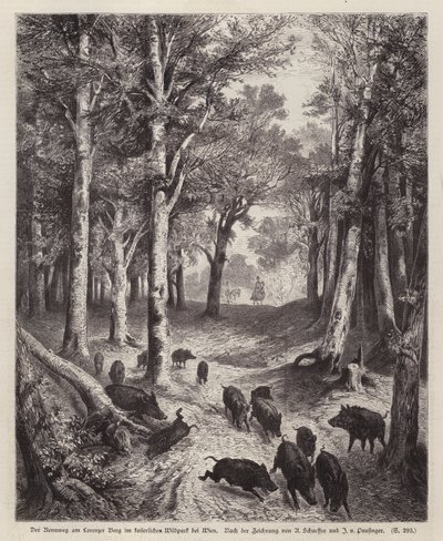 Vildsvin på Lorenzer Berg i Imperial Park i Wien, Österrike (gravyr) av European School