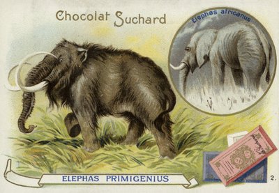 Ulllig mammut och afrikansk elefant av European School