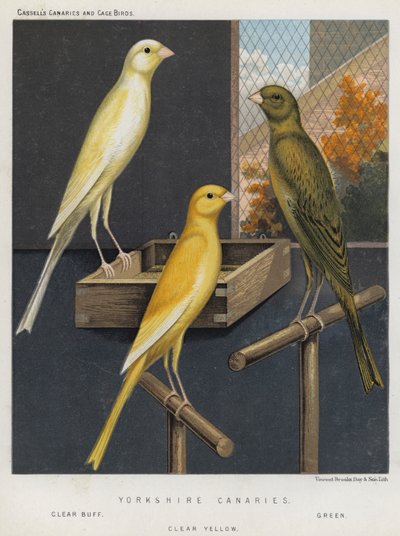 Yorkshire Canary, Clear Buff, Green, Clear Yellow av European School