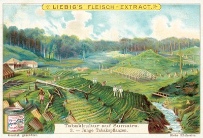 Unga tobaksplantor (chromolitho) av European School
