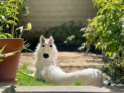 Backwards Dog Brooklyn (digital konst) av Evan Sklar