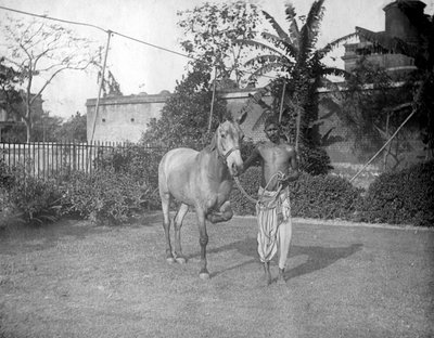 Man med en häst, Alipore, Indien, 1905-1906 av F. L. Peters