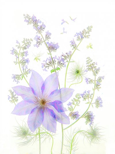 Skira lavendelblommor av Fangping Zhou