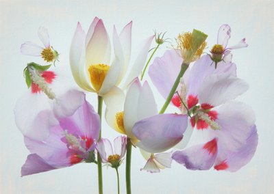 Eterisk blomsterkomposition av Fangping Zhou